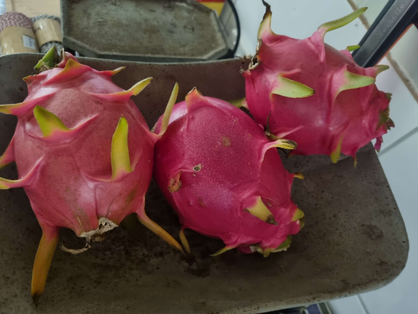 퇴직 후 일상&amp;#44; 정원 가꾸기