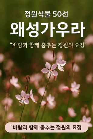 왜성가우라의 매력과 활용법