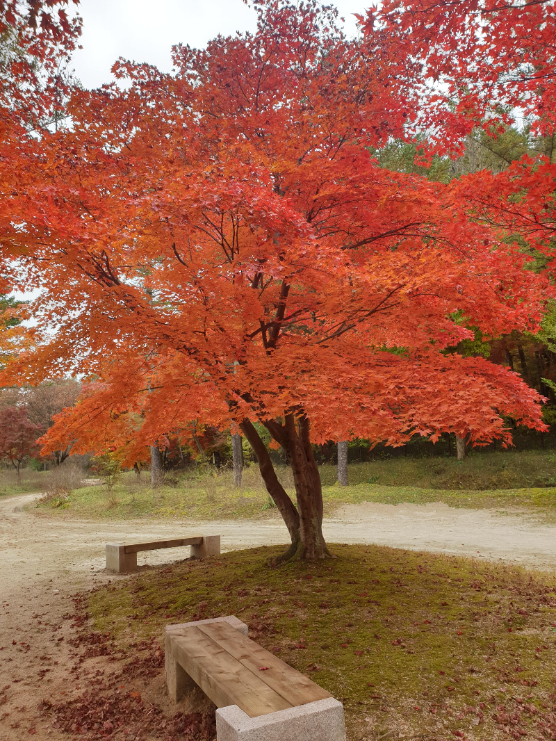 단풍 나무 아래 벤치. 붉게 물든 나무가 크게 있다.