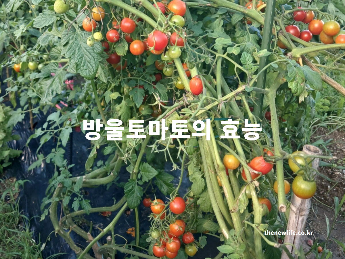 방울토마토의 효능을 설명하는 대표 실물 사진