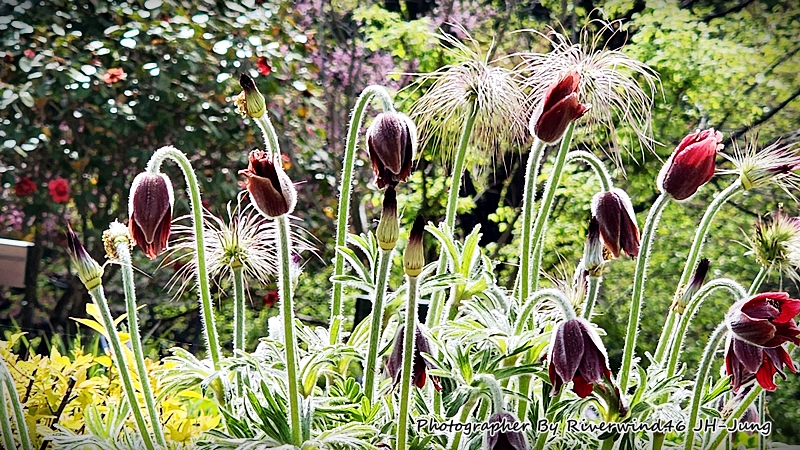 할미꽃, 백두옹(白頭翁) Pulsatilla Koreana