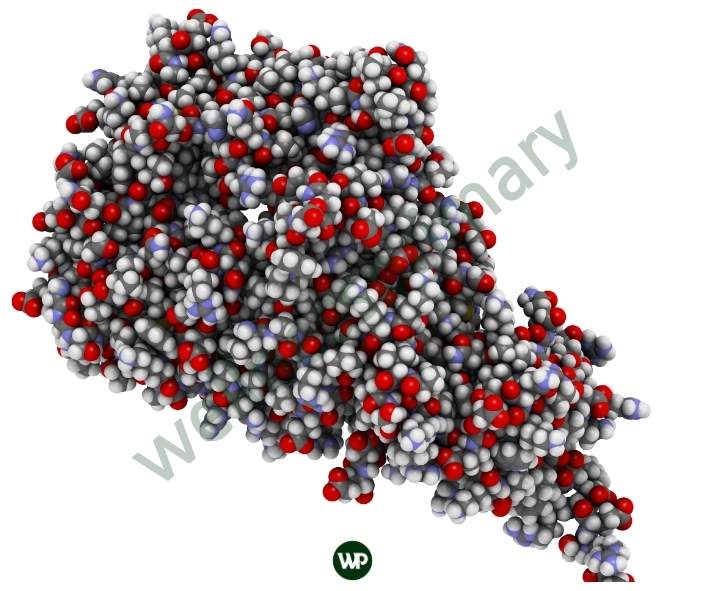 다이글로메라 효능