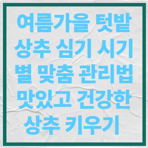 여름가을 텃밭 상추 심기 시기별 맞춤 관리법|맛있고 건강한 상추 키우기