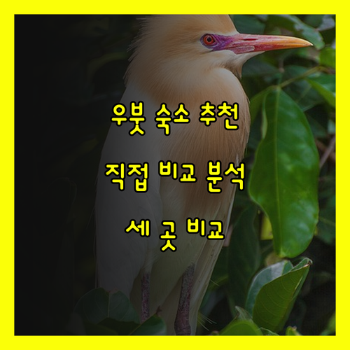 발리 우붓 숙소 추천 세 곳 직접 비