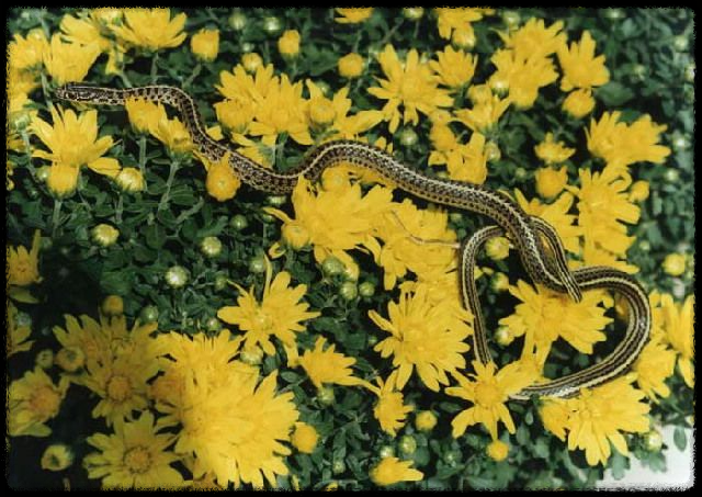 가을 산행에서 벌과 뱀 조심하는 법 - 안전한 산행을 위한 필수 가이