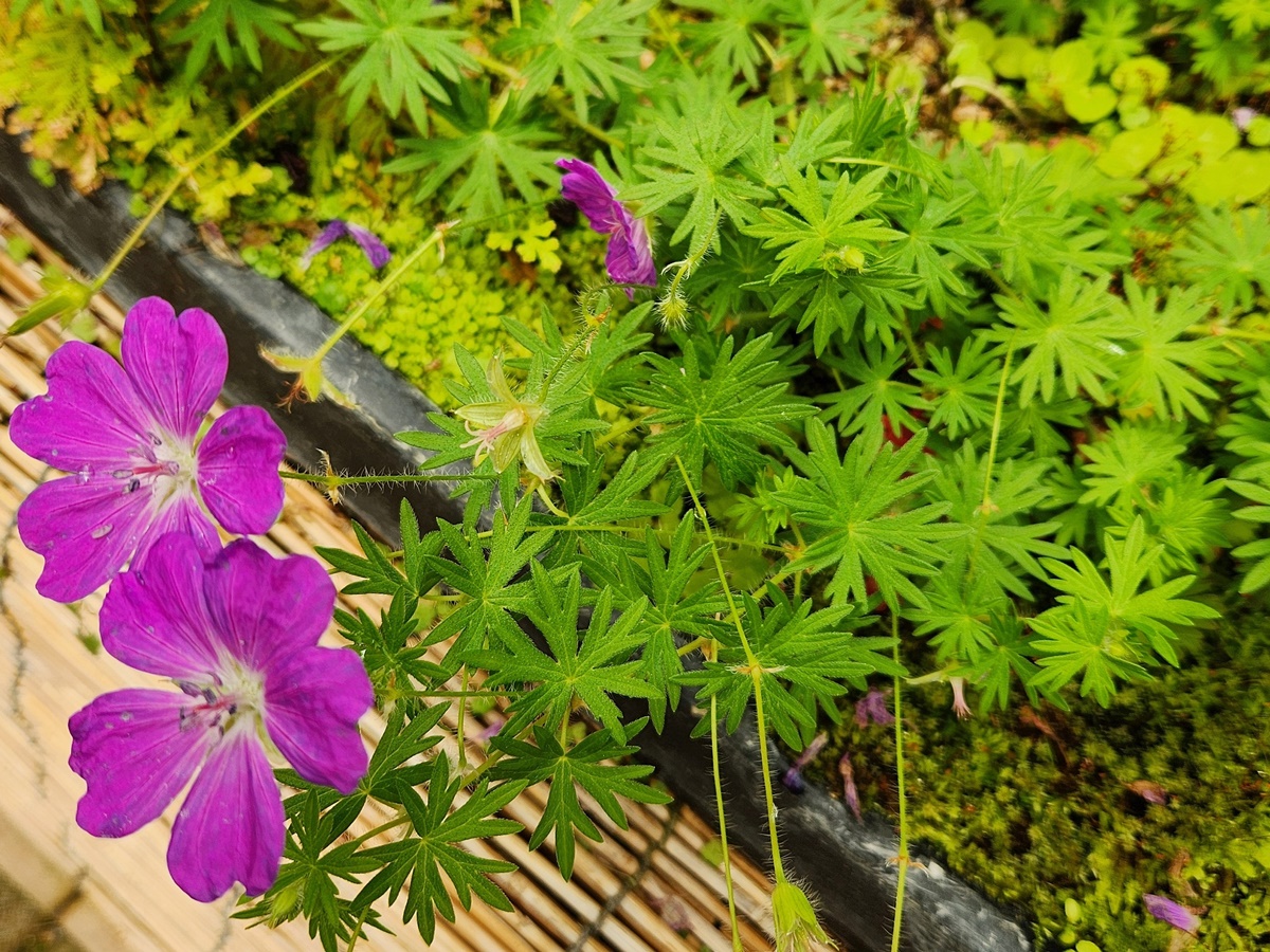 백산풍로초