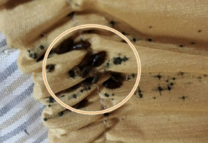 빈대 셀프 방역 방법의 장점&amp;#44; 단점&amp;#44; 주의 사항