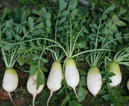 위염에 좋은 음식