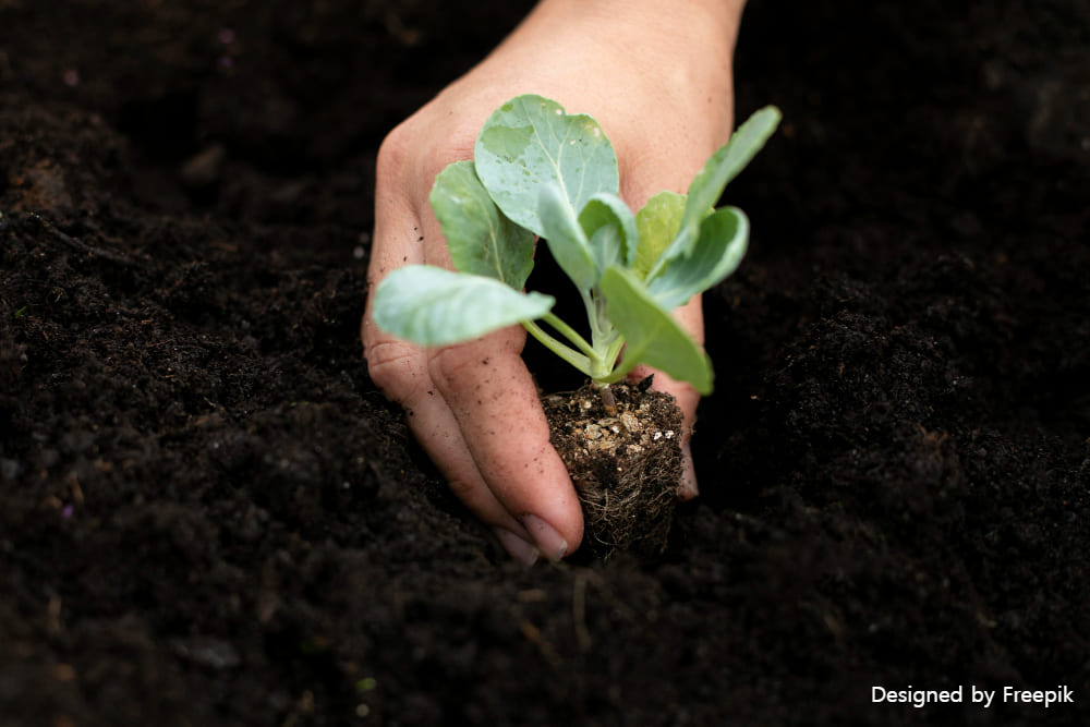시금치 재배방법