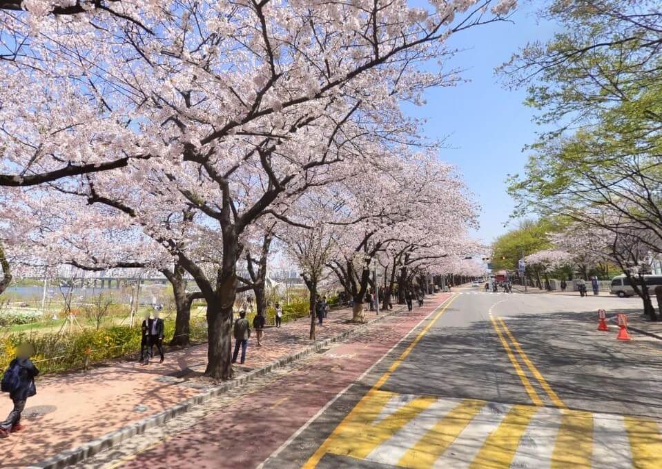 2025년 벚꽃 개화 시기 예측 및 전국 벚꽃 명소 추천: 사진 명당 주차 가는법