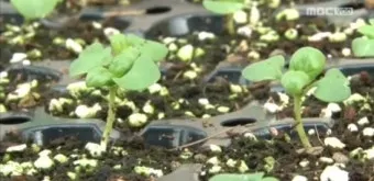 루콜라 재배 직파 심기 통풍 관리 초기 생육_8