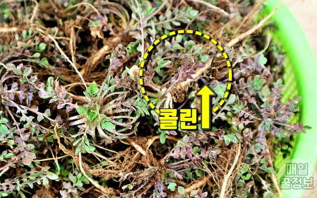 냉이 효능 지방간,간에좋은음식,팁줌