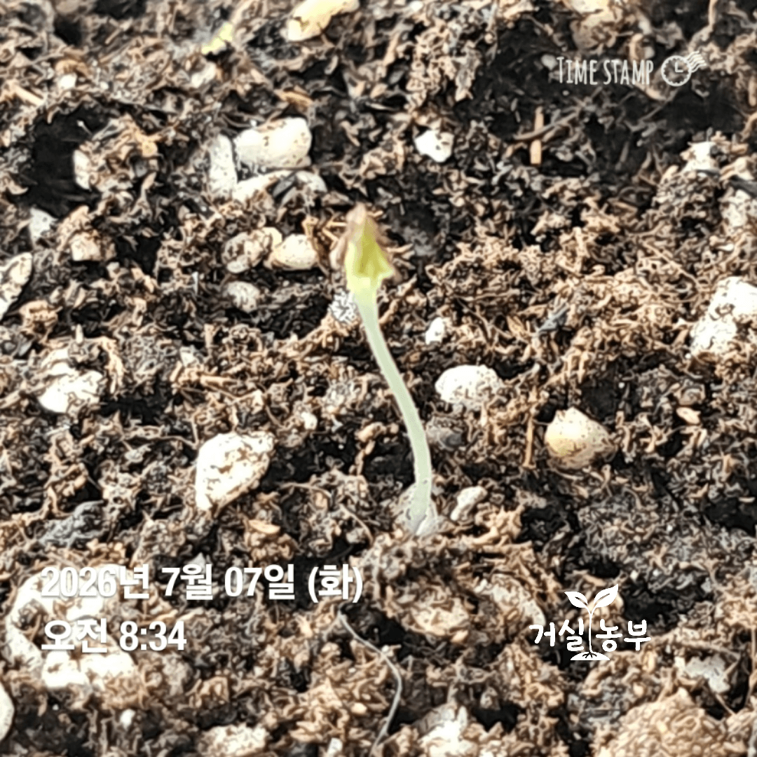 씨앗 껍질을 머리에 쓴 채 자라는 어린 상추 새싹