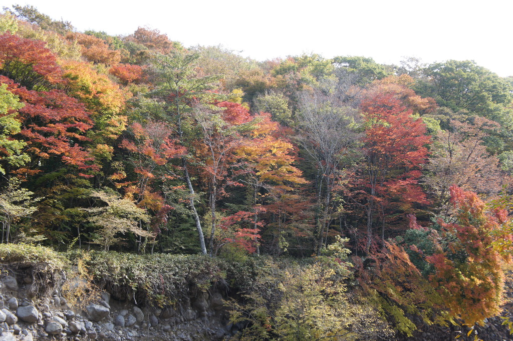 한라산 어리목 탐방로