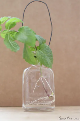 민트 재배 수경 재배 물 갈이 뿌리 번식_3