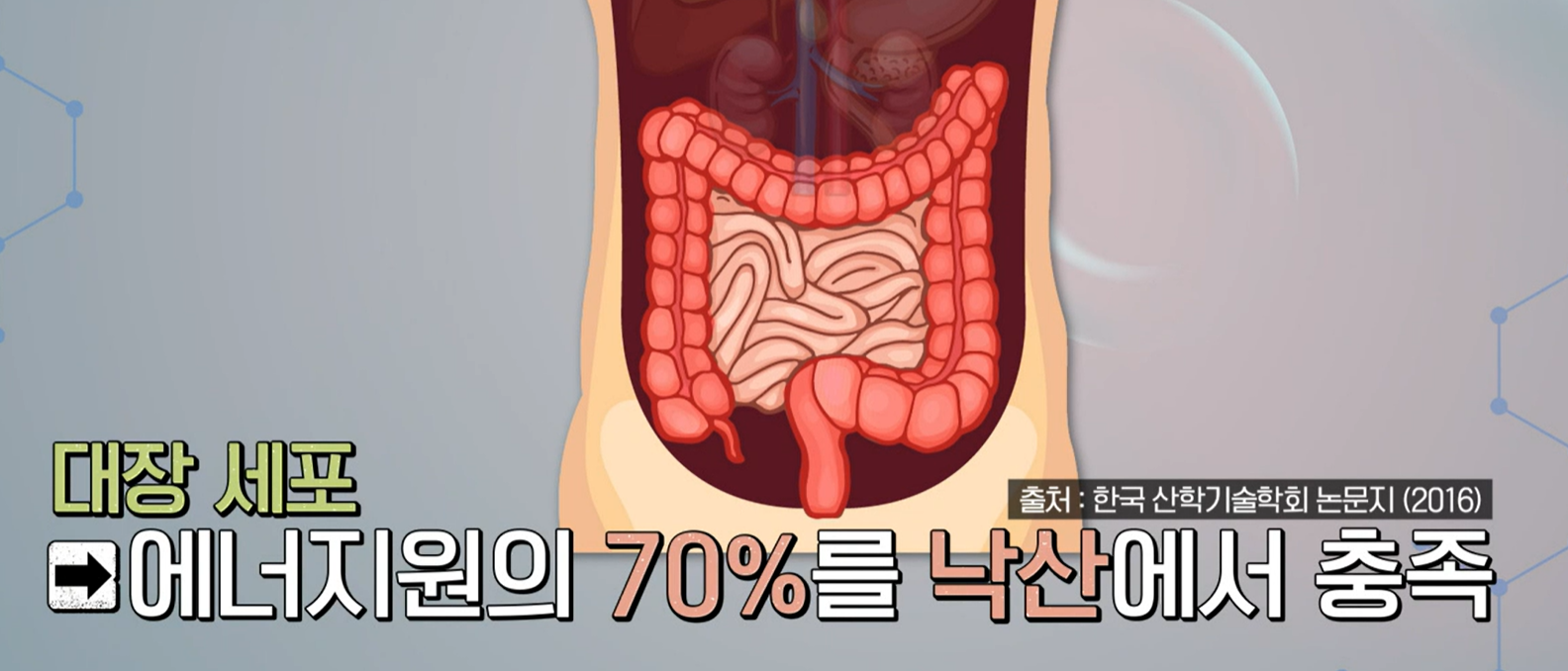 낙산균