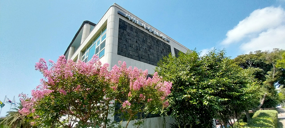 김정문화로 중앙도서관 옆 배롱나무