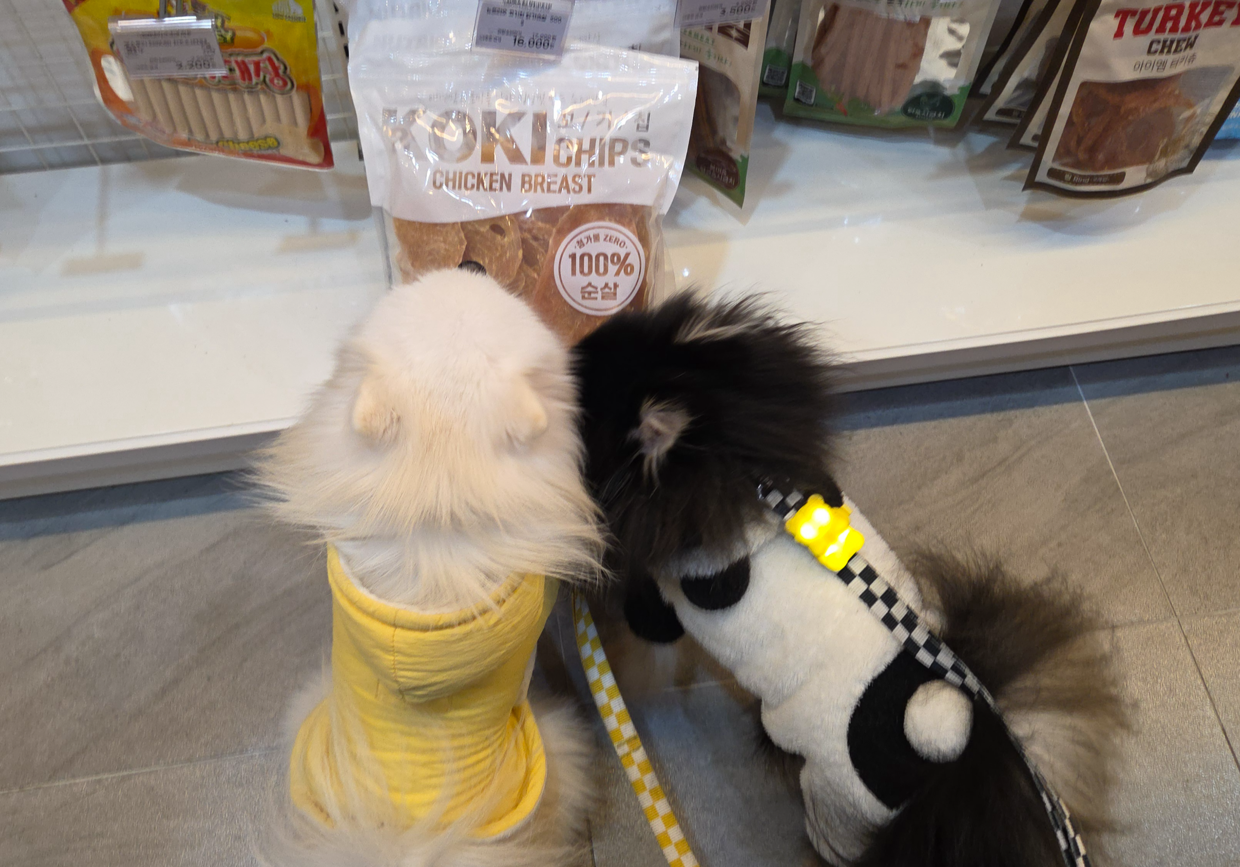 맛있는 것을 찾고 있는 하콩&amp;달콩