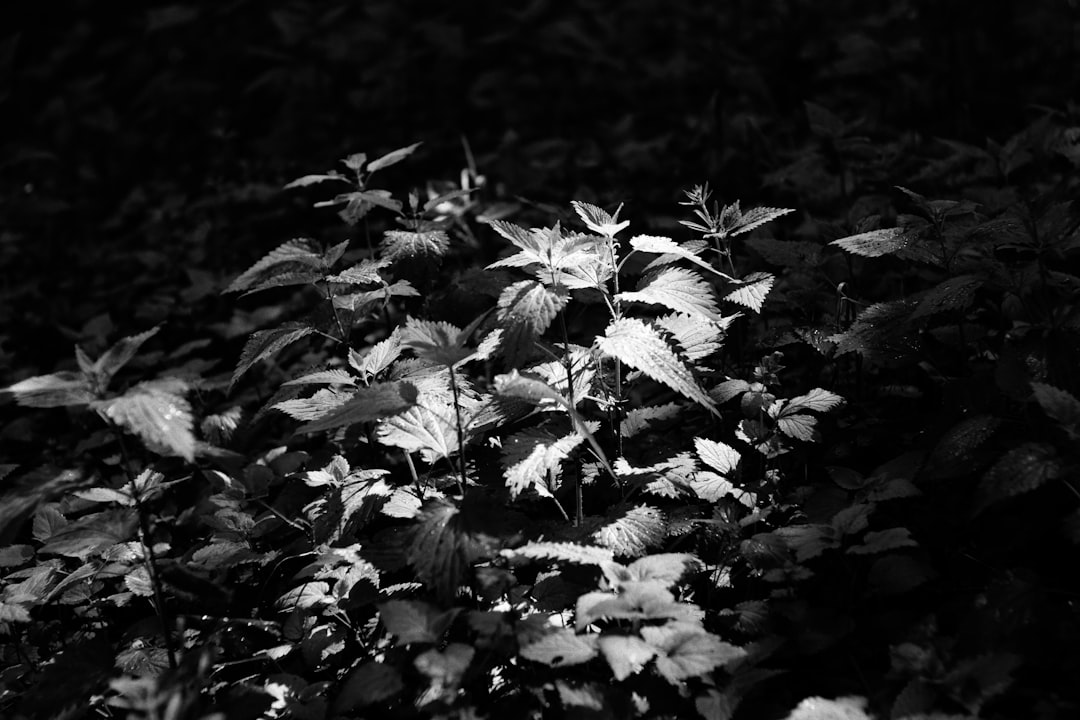 Nettle