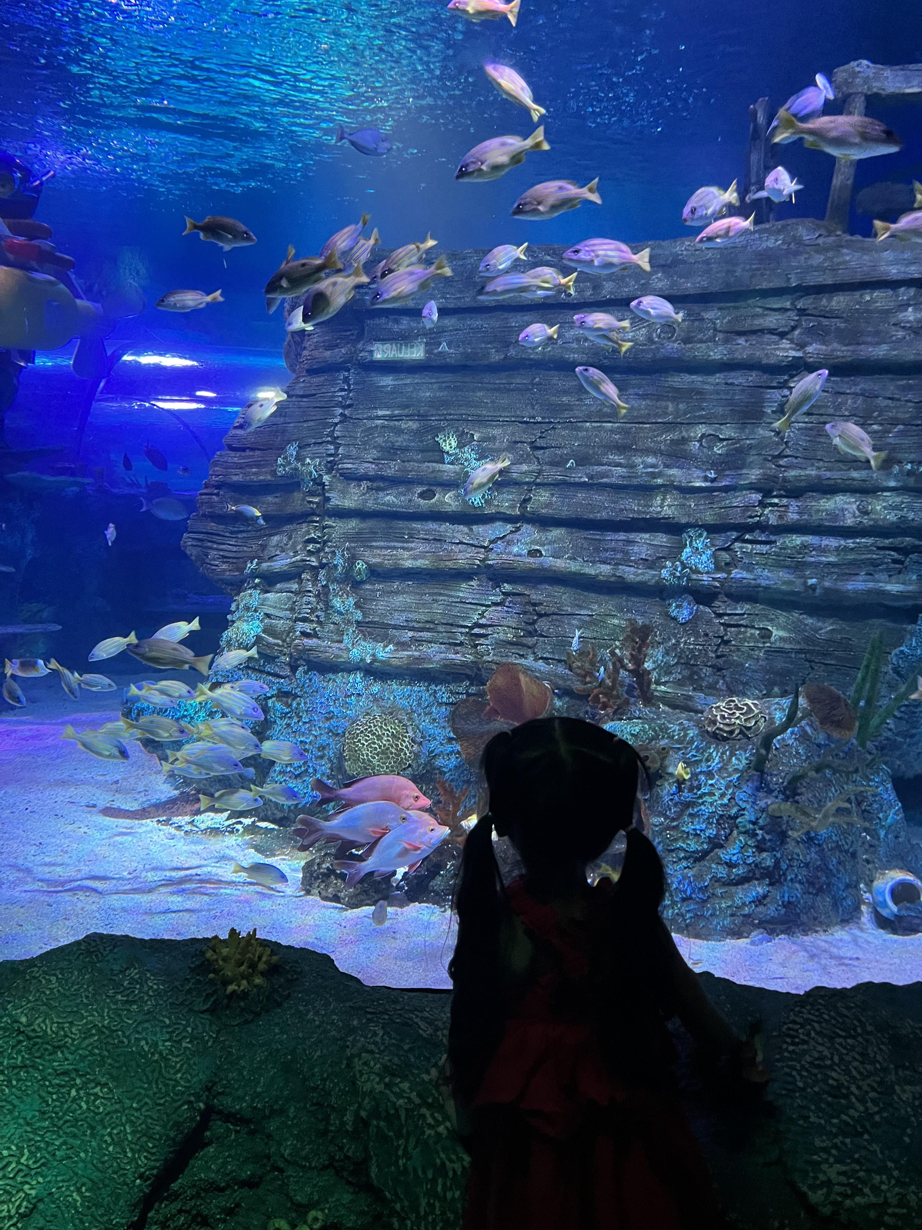 조호바루-레고랜드-씨라이프