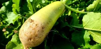 무우 효능 부작용 섭취 방법_28