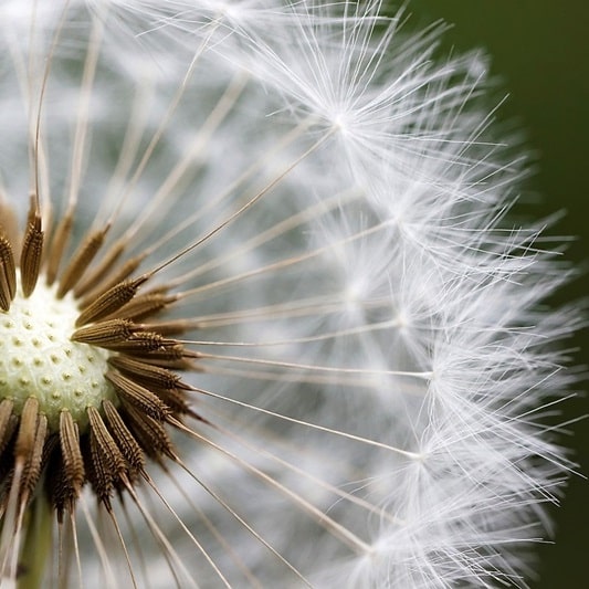 알레르기 비염