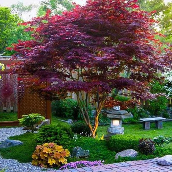 빨간단풍(Acer palmatum Bloodgood)