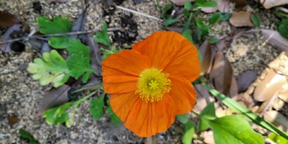 따뜻함과 친근함을 주는 주황색 양귀비 꽃