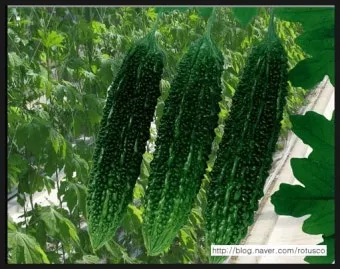 여주 재배 그늘 관리 수분 공급 여름 고온 대책_32