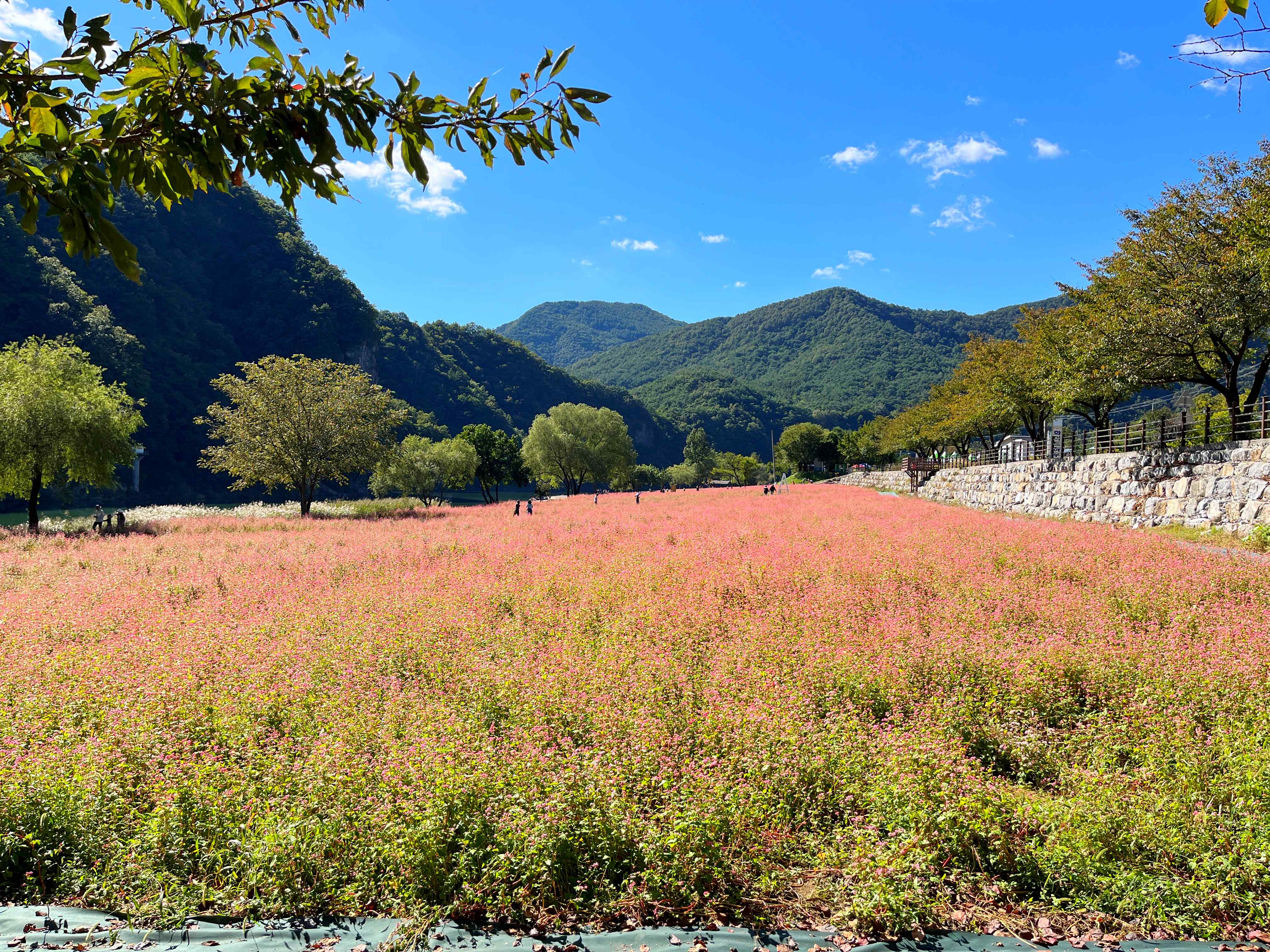 영월 홍메밀 축제