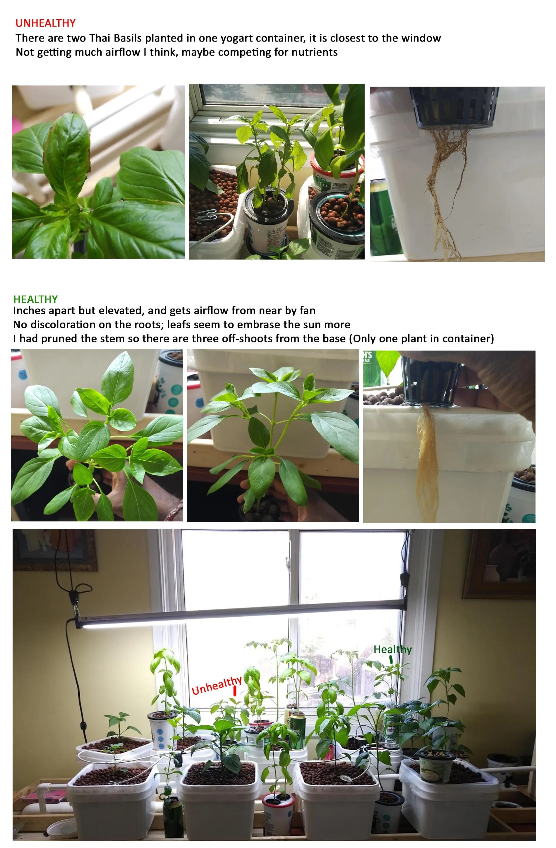 화분 잎타는 현상 예방 차광커튼 시간대조절 직사광관리 요령_1