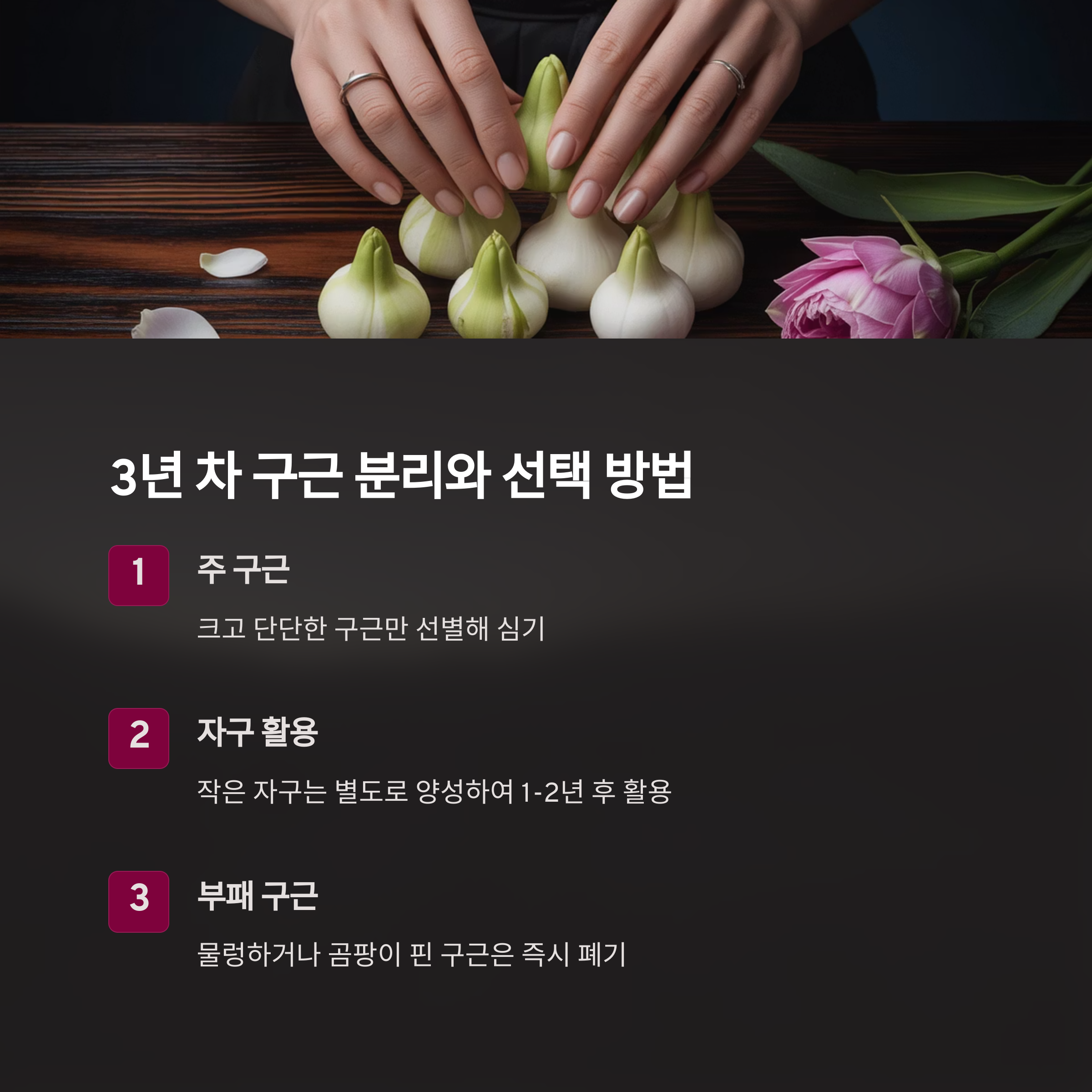 3년 차 구근, 분리와 선택이 중요합니다