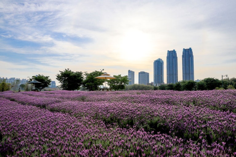태화강국가정원 라벤더 꽃밭 전경 사진