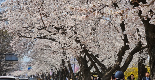 2024 여의도 벚꽃축제