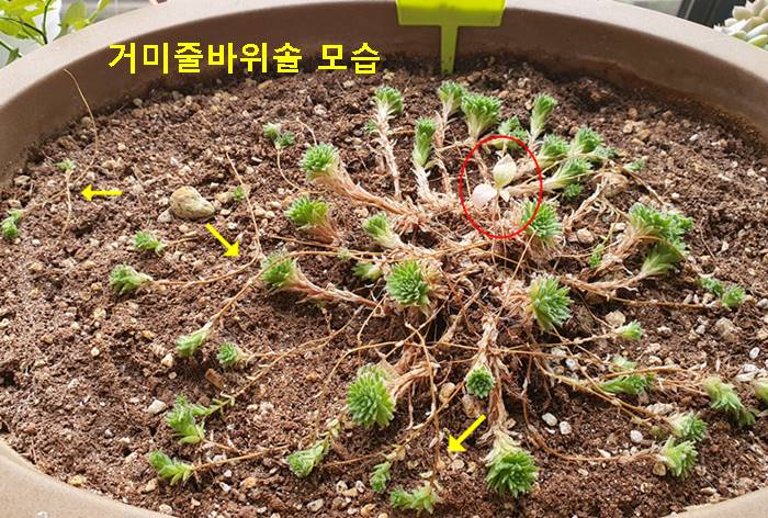 거미줄바위솔 모습