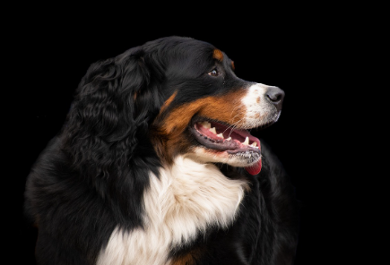 강아지 종류에 대해서