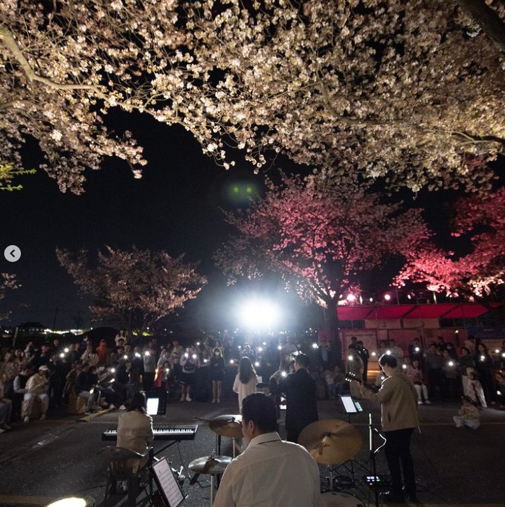 3월 벚꽃 축제