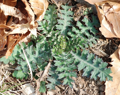 엉겅퀴 새순 사진