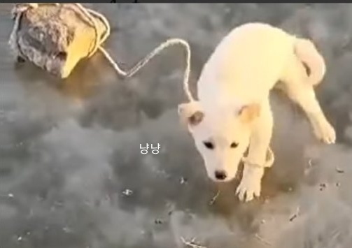 떡국이 강아지 