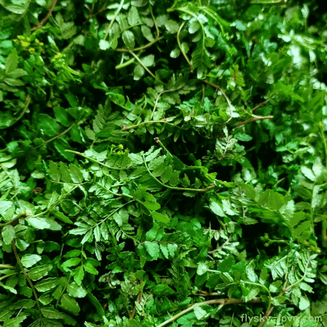 천연 구충제 효과가 있는 제피잎