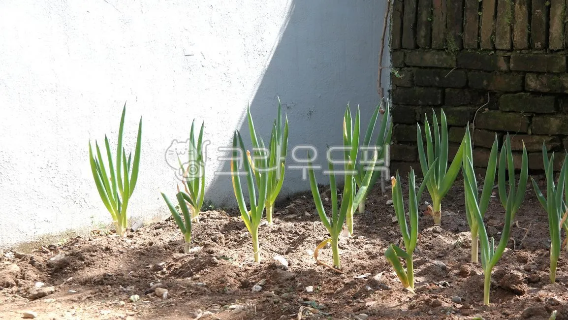 텃밭 대파 키우는 방법 파종 시기_2