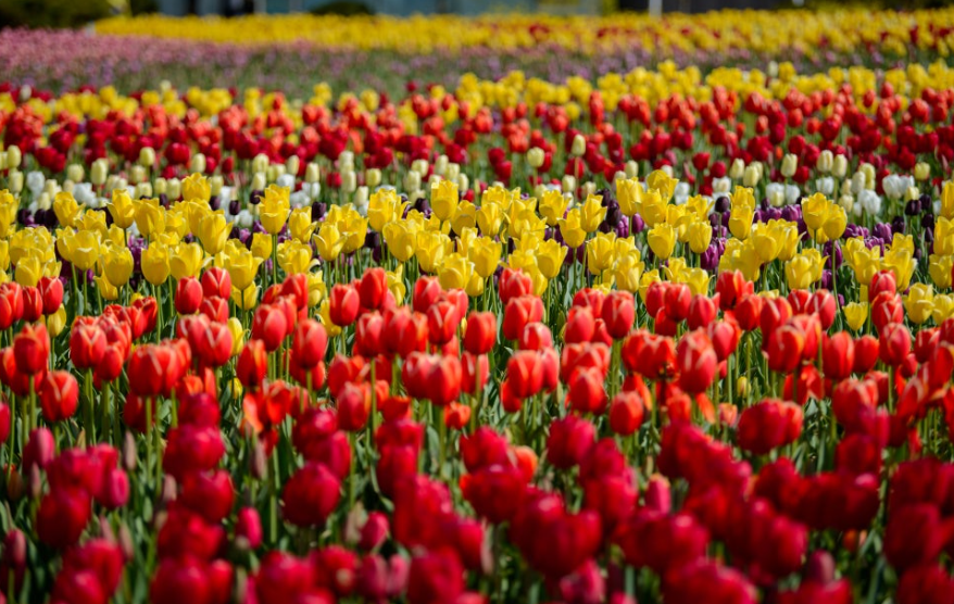 아이와 함께하는 봄날 당일 코스 가족 체험 야외