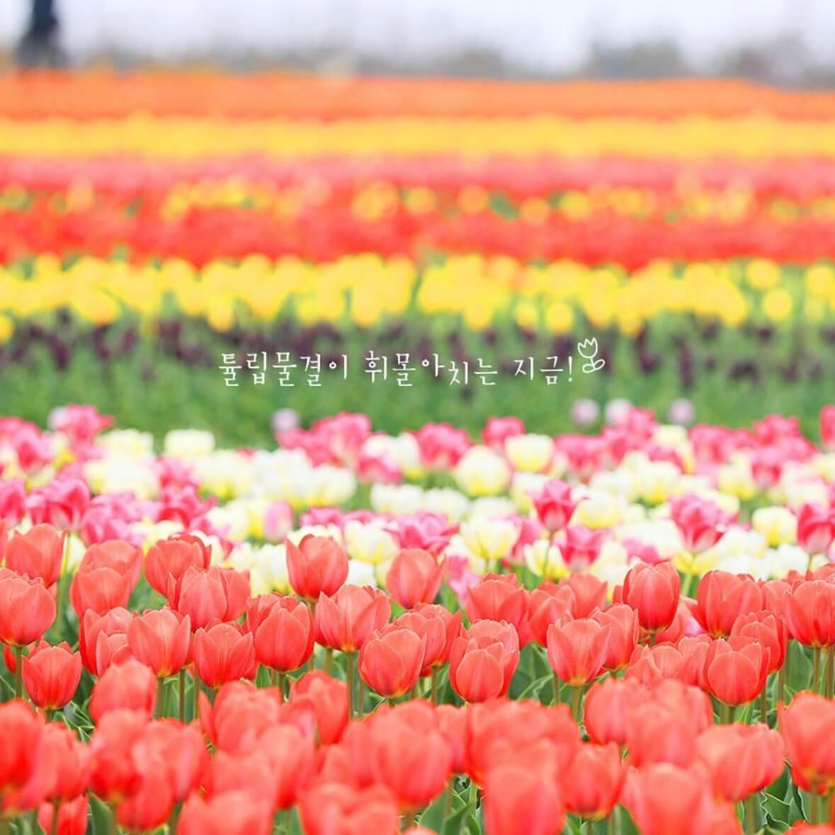임자도 튤립축제기간