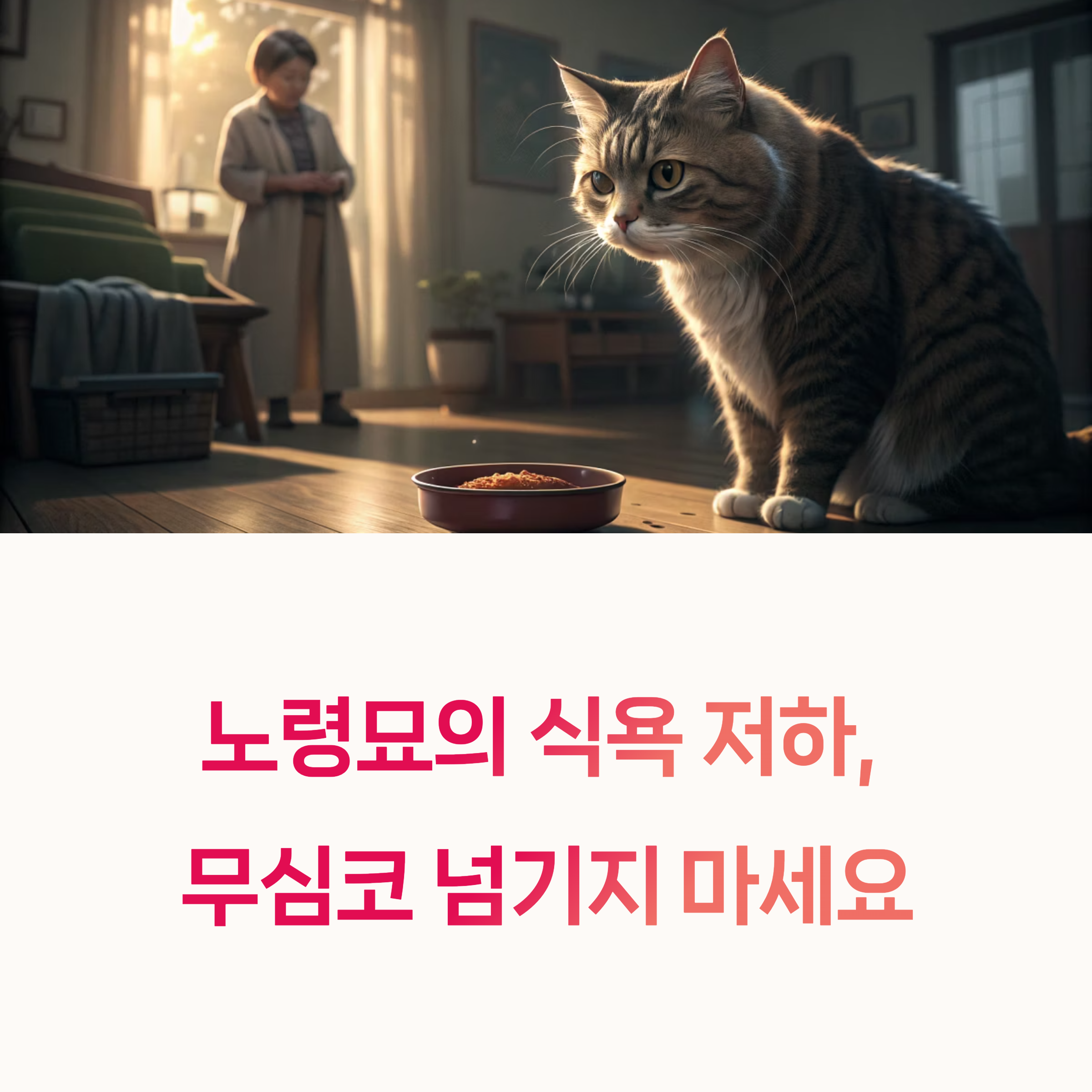 노령묘 식욕 저하