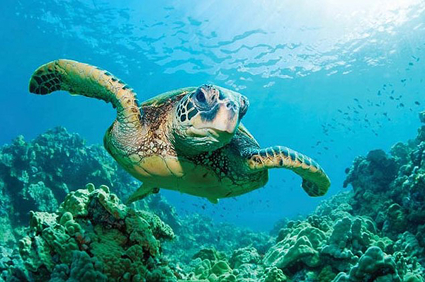 필리핀 보홀 자유여행 필수 투어 코스 액티비티 여행