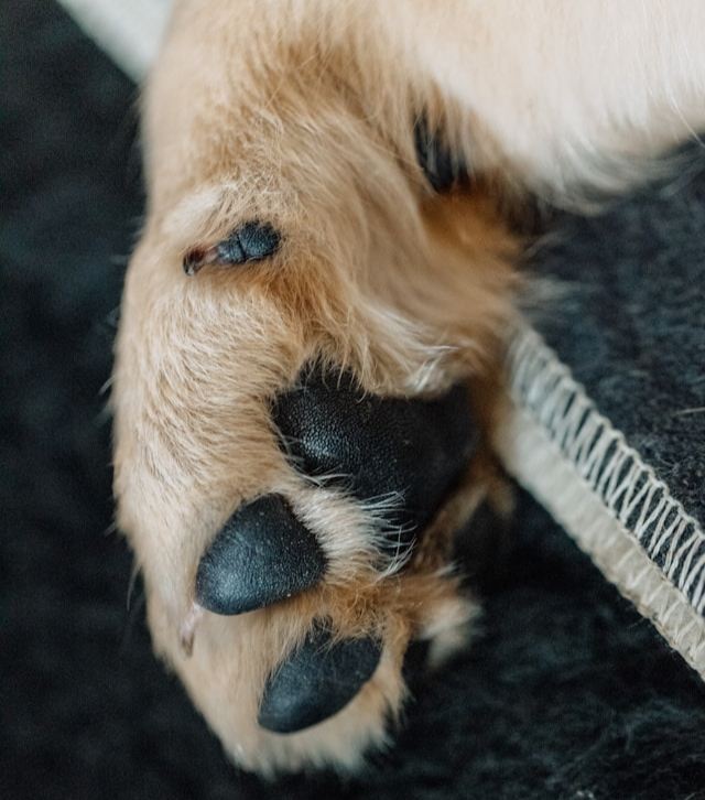 강아지 발바닥 젤리