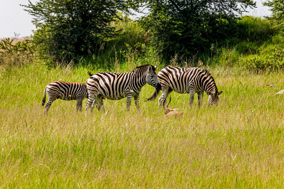 Conservation