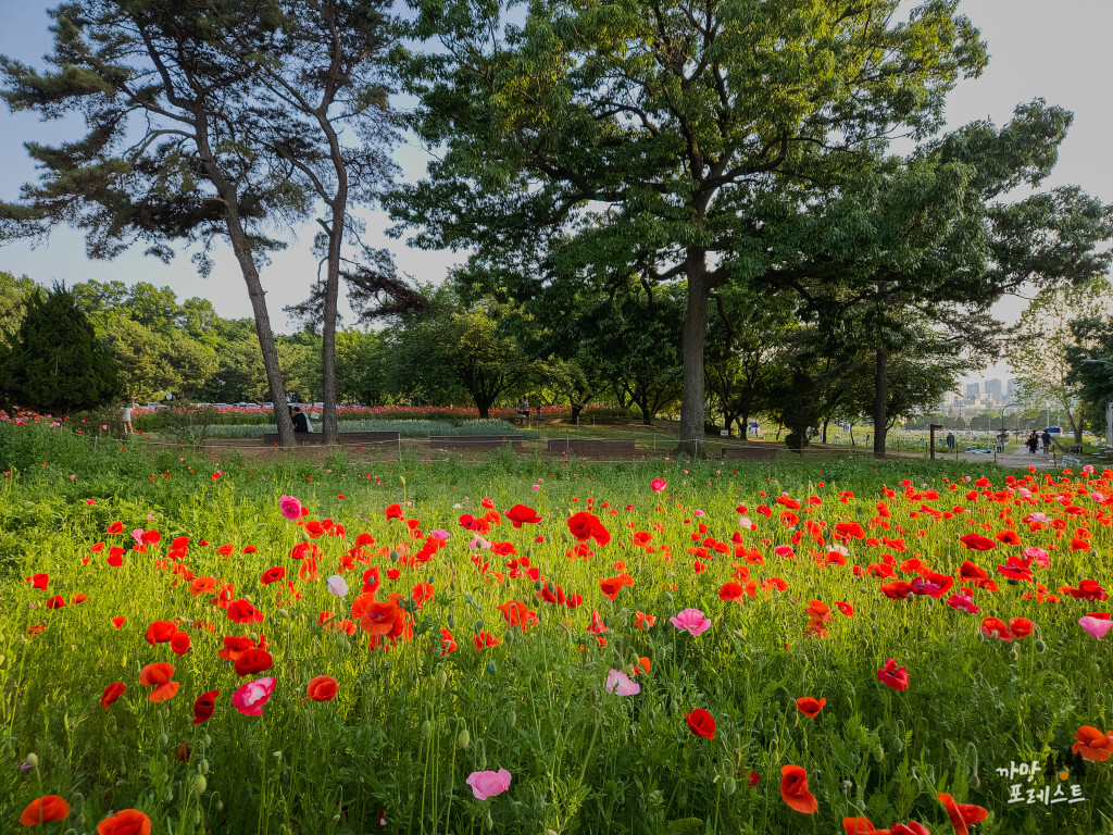 수원 탑동 시민농장 꽃