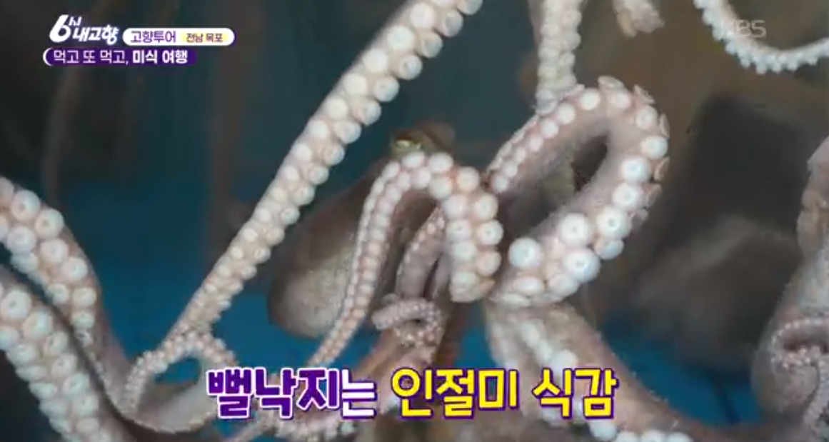 인절미식감 뻘낙지