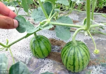 수박 재배 접목 선택 순 따기 당도 올리기_7